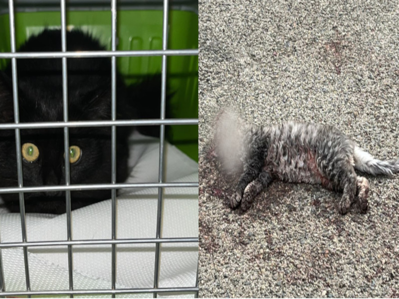 Allarme a Villasor: “Assurda strage di gatti, c’è chi li avvelena e li uccide”