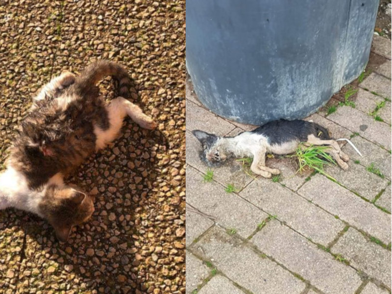 Rabbia a Sanluri: “Due gattini sbranati dai cani nel parco S’Arei”