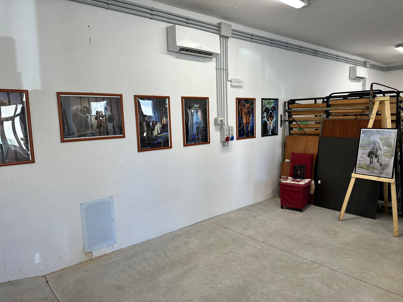 “Angeli a quattro zampe”, a Sassari la mostra sui cani ospiti del canile comunale