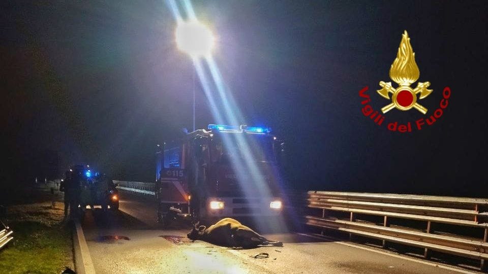 Incidente sulla 131: morte 4 mucche, 4 feriti e 7 auto coinvolte