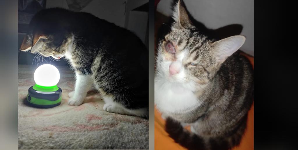 Appello del cuore per la dolce Alma, la gattina in cerca d’amore