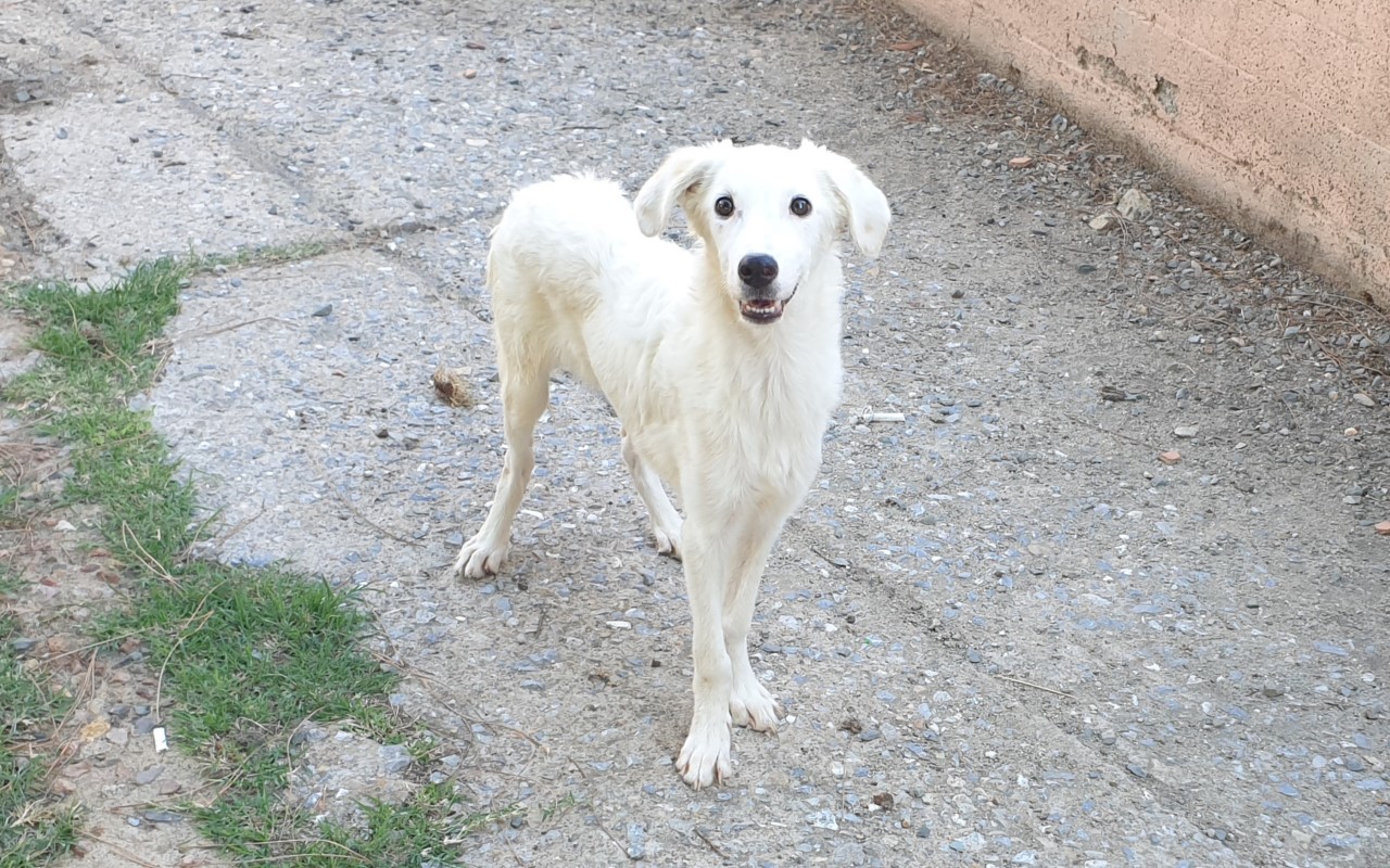 Adotta un cane dal canile di Cagliari, il cucciolo Barry ti aspetta