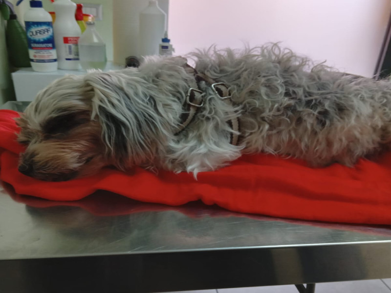 Quartu, la denuncia: “Il cagnolino di mia mamma azzannato da un pitbull”