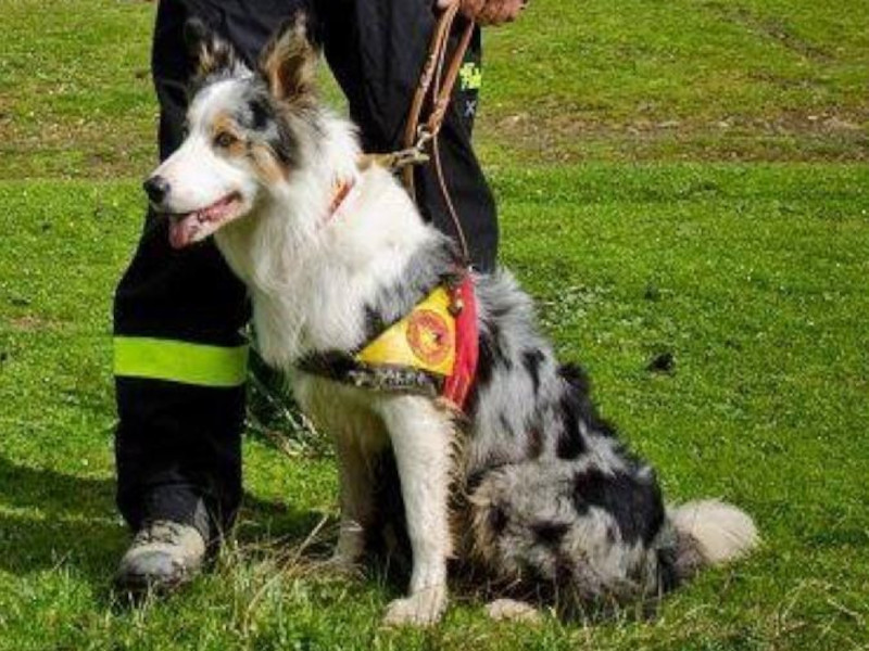 Cagliari, è morto il cane Artù: col suo fiuto ha salvato vite ad Amatrice