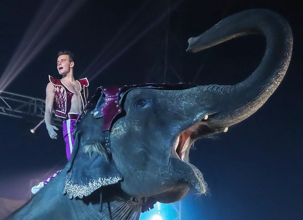 Cagliari, sos da via San Paolo: “Circo senza allaccio idrico e gli animali hanno acqua per 3 giorni”