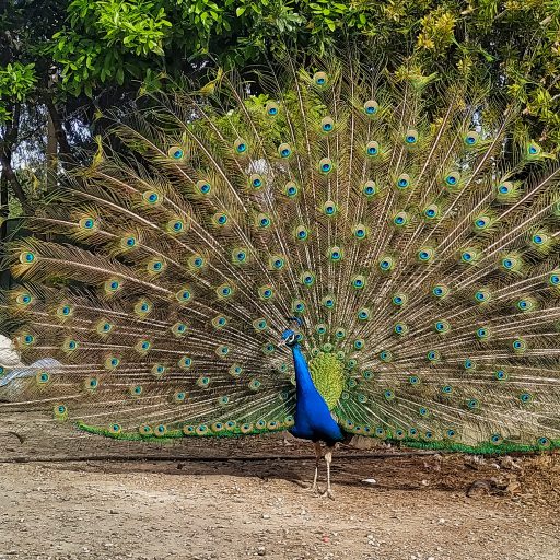 Aviaria a Cagliari, gli ecologisti: “A Monte Urpinu si sono salvati solo gli uccelli sfuggiti alla cattura”