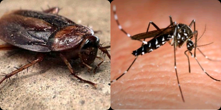 “Caccia a blatte e zanzare a Monserrato, il Comune agisca subito”