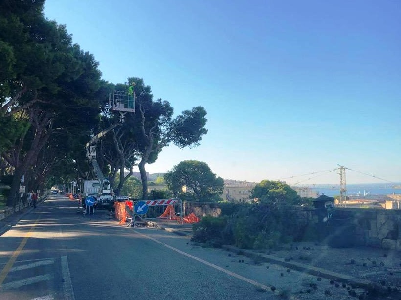 Taglio dei pini in viale Buoncammino, gli ecologisti: “Funzionari del Comune di Cagliari al processo”