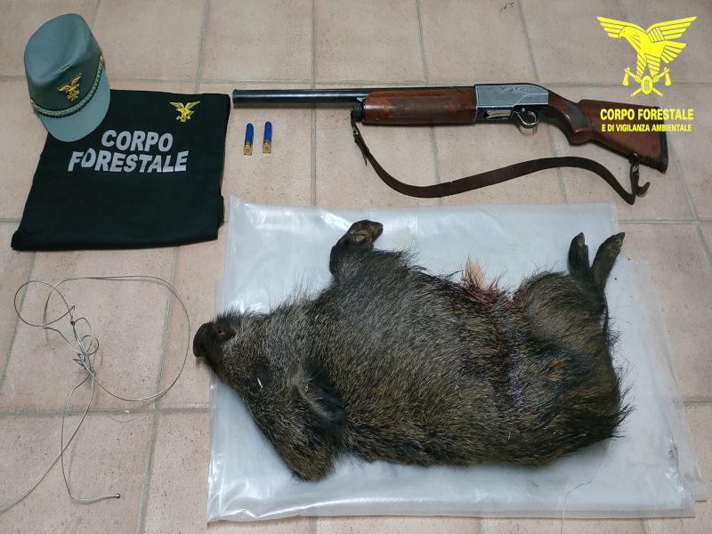 Catturano un cinghiale a Villaputzu ma vengono scoperti dai forestali: coppia di pregiudicati nei guai
