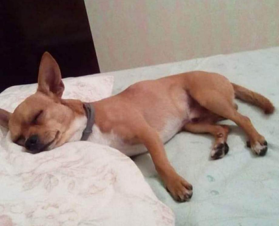 Sos a Nuraminis per ritrovare Leo: “È sparito da tre giorni”