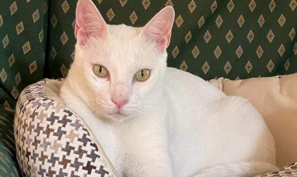 Sos a Radio Zampetta Sarda, smarrito Souk: appello per riportarlo a casa