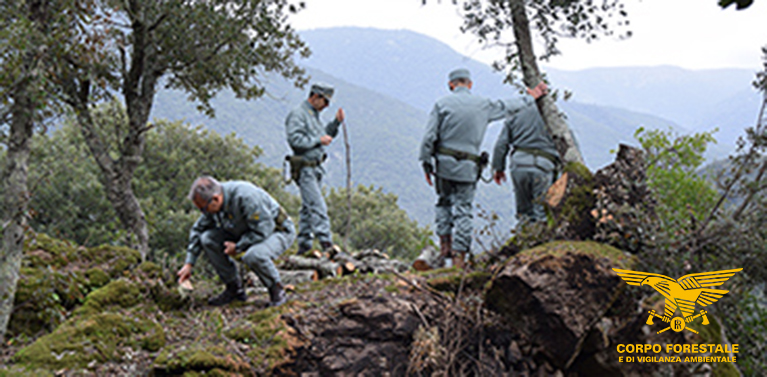 Ballao, coppia di pregiudicati abbatte un leccio per fare legna e rivenderla: denunciati