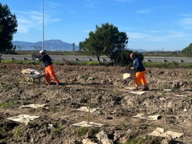 Cagliari, un grande parco urbano a San Paolo: in arrivo 7mila nuove piante nel nuovo polmone verde della città