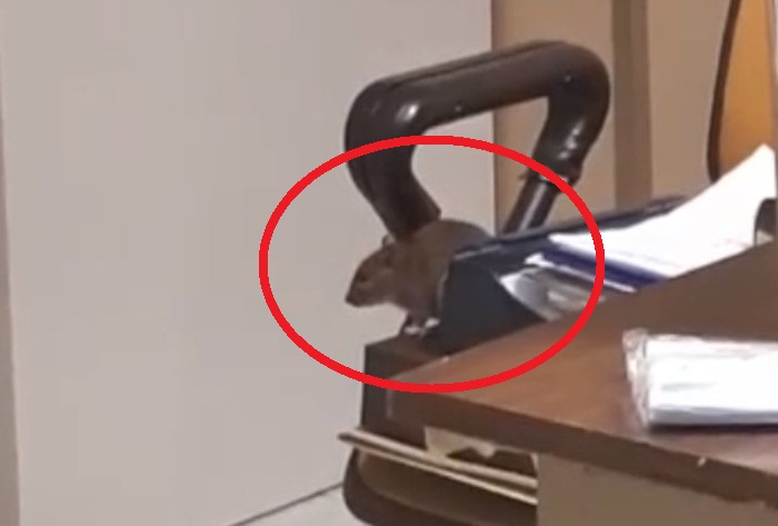 A Cagliari i topi ballano all’Oncologico: “Altro che mascherina, mettete l’obbligo di pulizia”