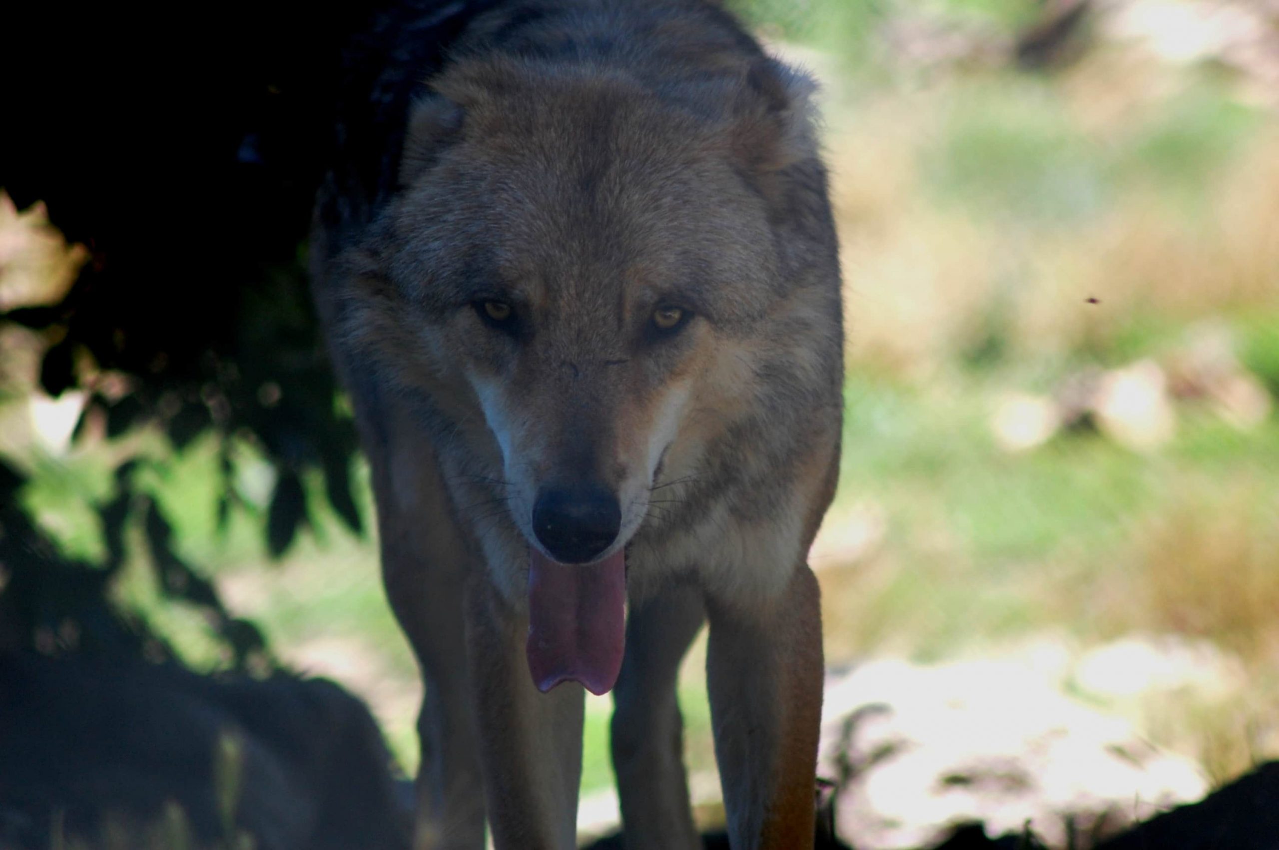 “No al Far West calibro 12 in Italia, l’UE intervenga contro i folli piani di abbattimento della fauna”