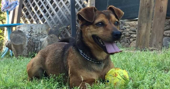 Jò si è smarrito a Elmas, appello a Radio Zampetta Sarda per ritrovarlo