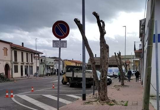 Sanluri, via alle potature degli alberi con le motoseghe: cittadini in rivolta