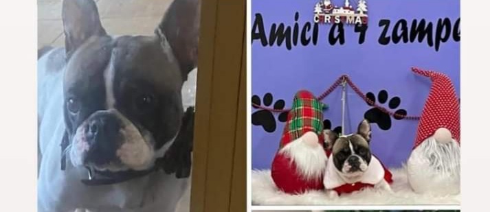 Sos a Radio Zampetta Sarda per Chanel, ricompensa per chi la riporta a casa