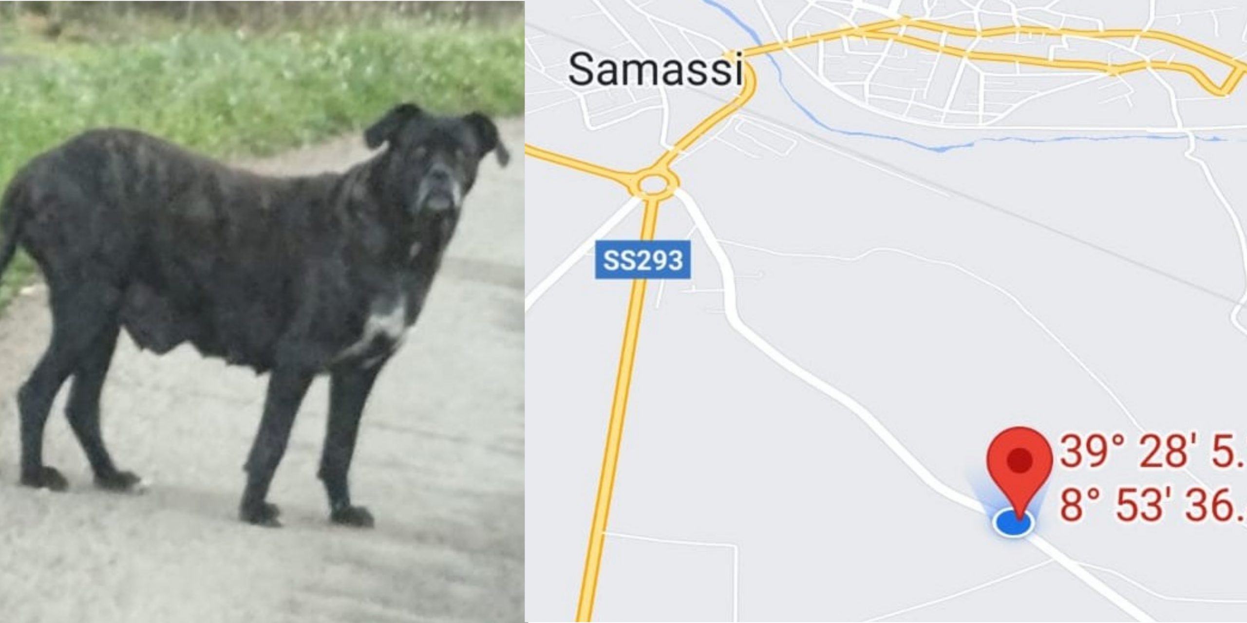 Allarme a Samassi, cani sguinzagliati attaccano i passanti e i ciclisti