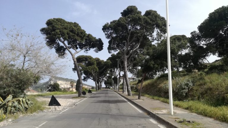 Cagliari, la Soprintendenza ferma le motoseghe: stop all’abbattimento di 190 alberi