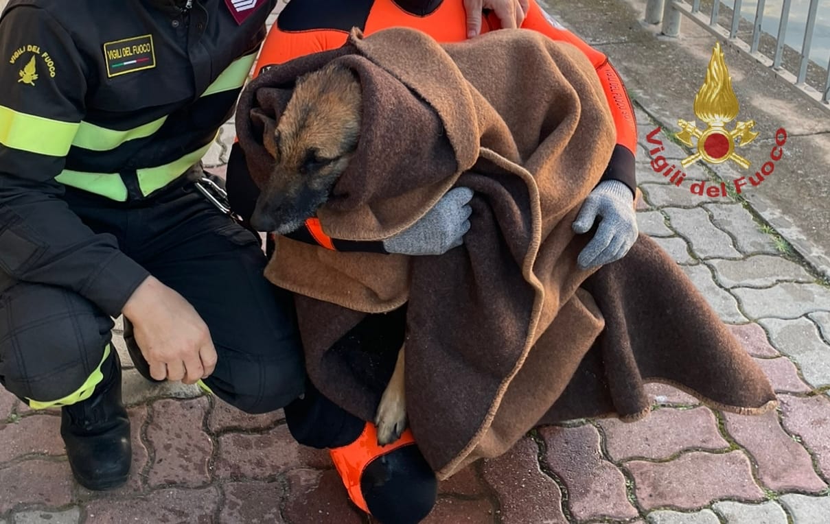 Cagliari, i vigili del fuoco salvano un cane caduto nel canale di Terramaini