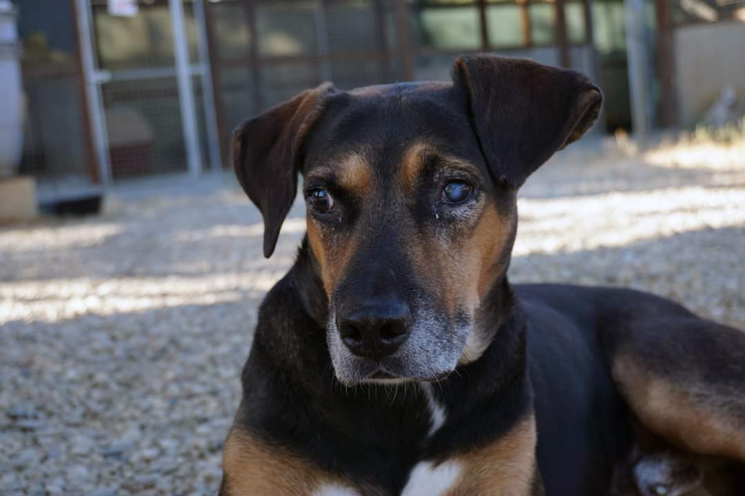 Cercasi casa per il dolce Geppetto: appello a Radio Zampetta Sarda