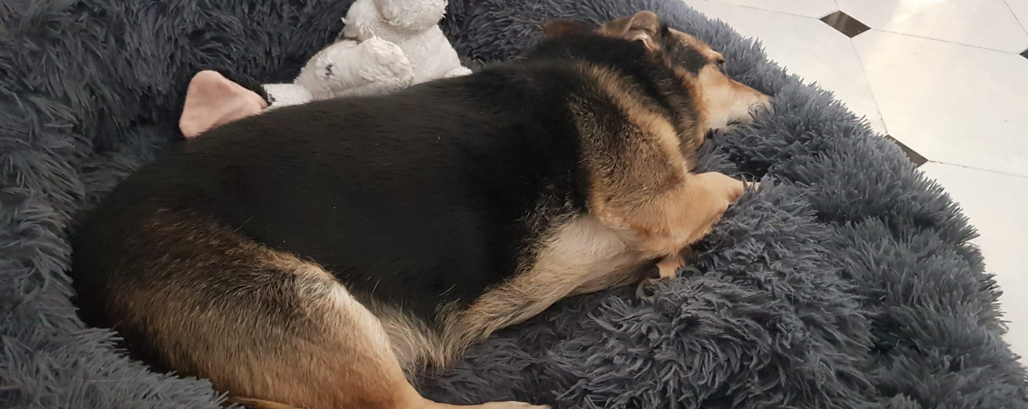 Appello a Radio zampetta sarda, serve subito un carrellino per Charlie