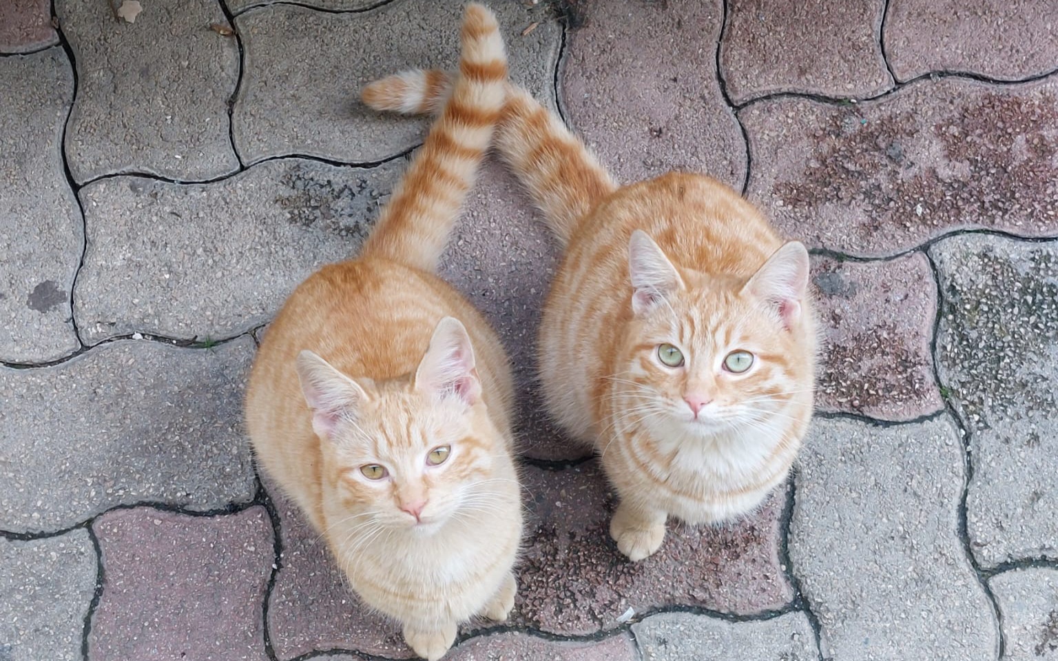 Cagliari, un gattino si stava lasciando morire perchè separato dal fratellino: via all’adozione di coppia