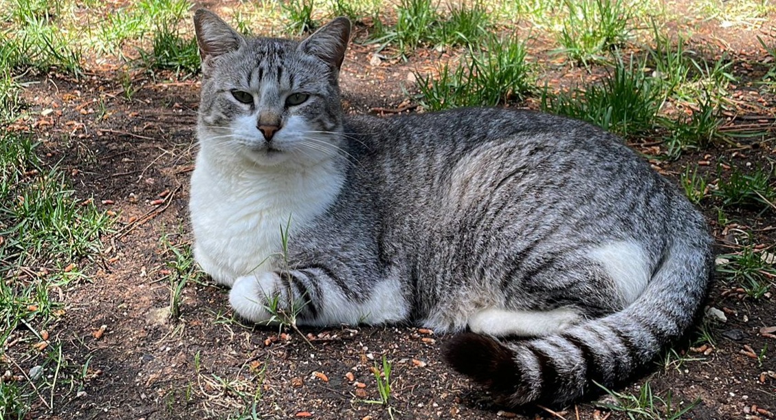 Sos a Radio Zampetta Sarda: smarrito Teddy a Santa Margherita di Pula