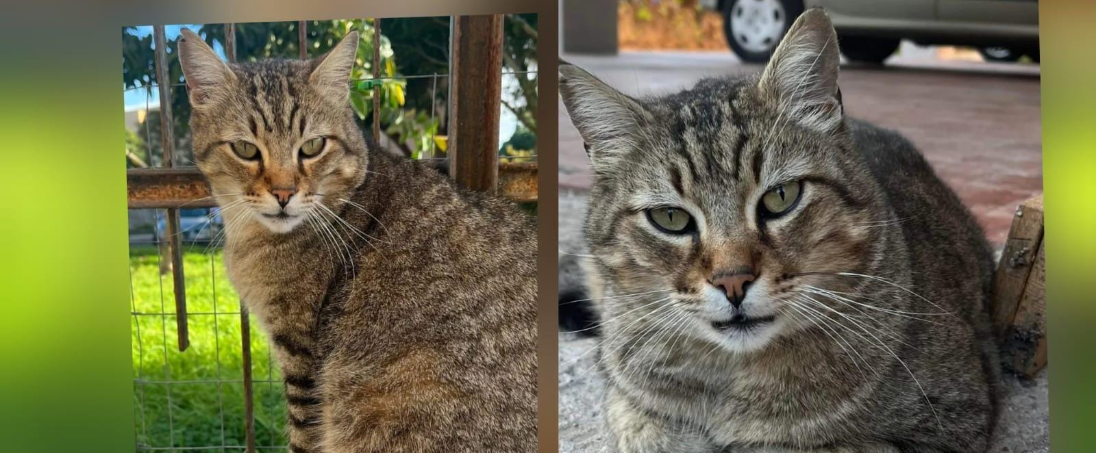 Sos a Radio Zampetta Sarda per Lince, il dolce gattino scomparso a Quartu