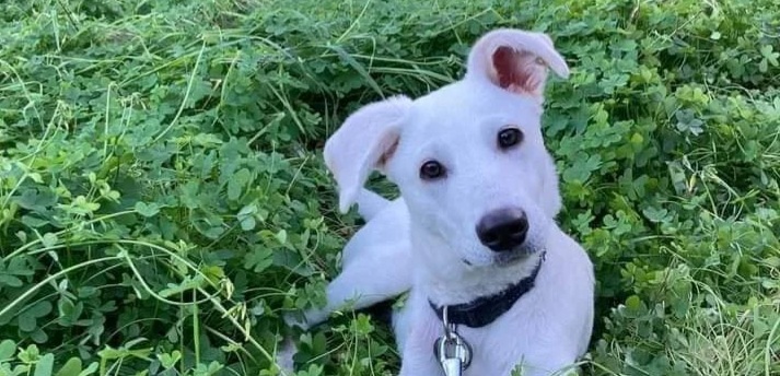 Appello a Radio Zampetta Sarda, adozione del cuore a per il dolcissimo Pan