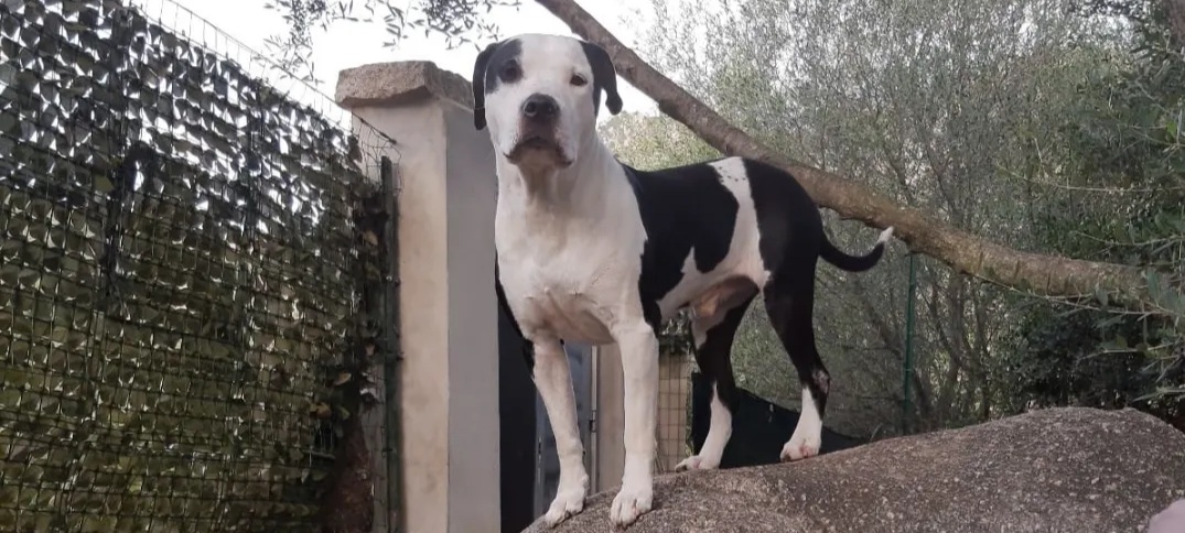 Adozione del cuore per Ice, il cane che piange dentro i box