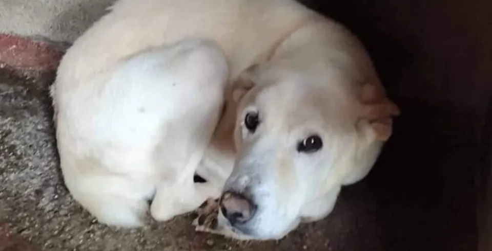 Appello a Radio Zampetta Sarda: “Aiutiamo cani adulti e anziani”