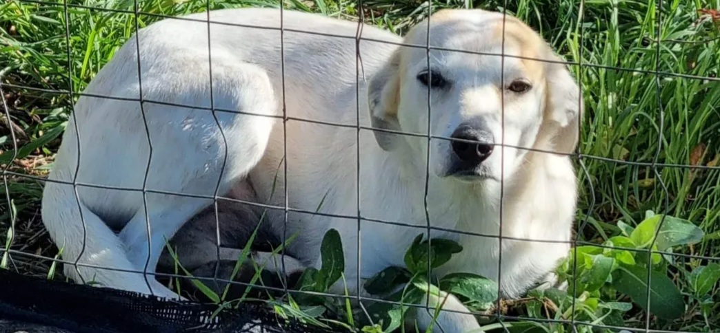 Appello a Radio Zampetta Sarda per Orsetta, rimasta senza padrone