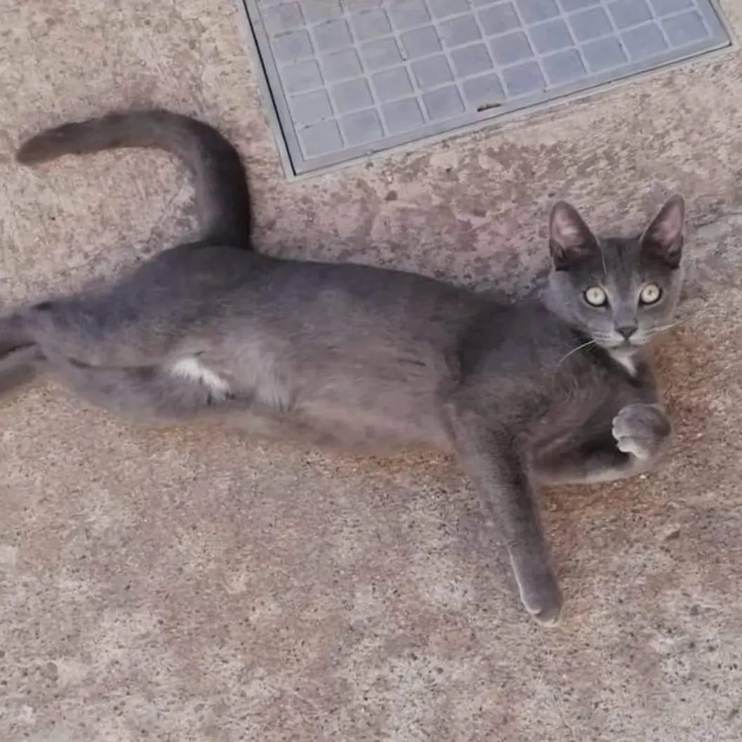 Appello a Radio Zampetta Sarda, Grigino è scomparso da 4 mesi: qualcuno lo ha visto?