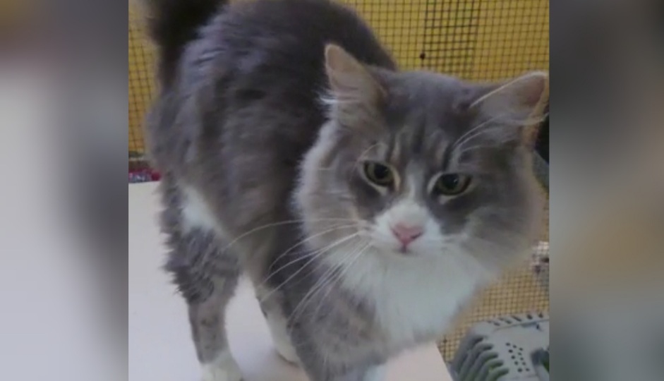 Radio Zampetta Sarda, adozione del cuore per il dolcissimo Klaus