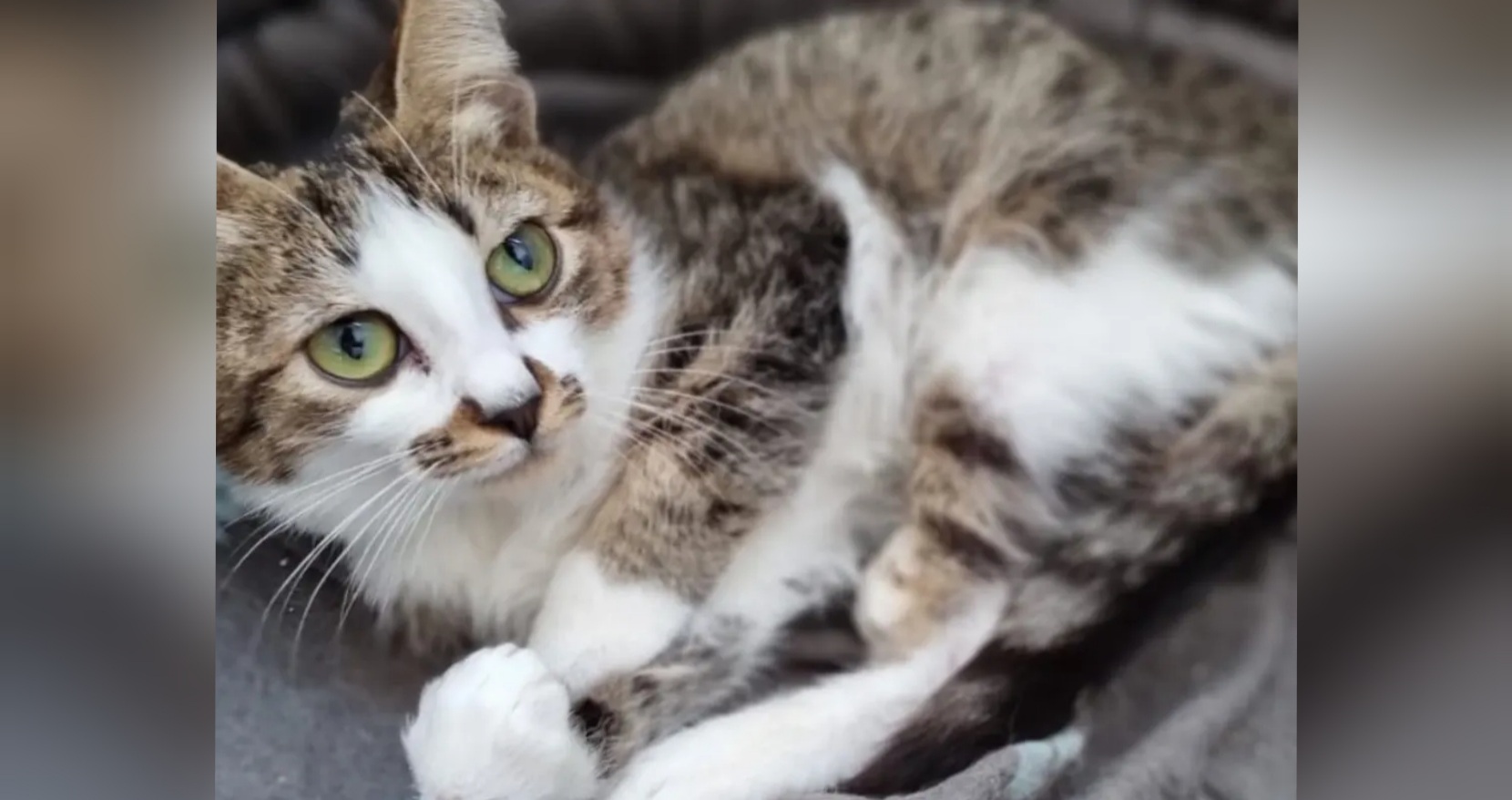 Radio Zampetta Sarda: una dolce casa per il gattino Celestino