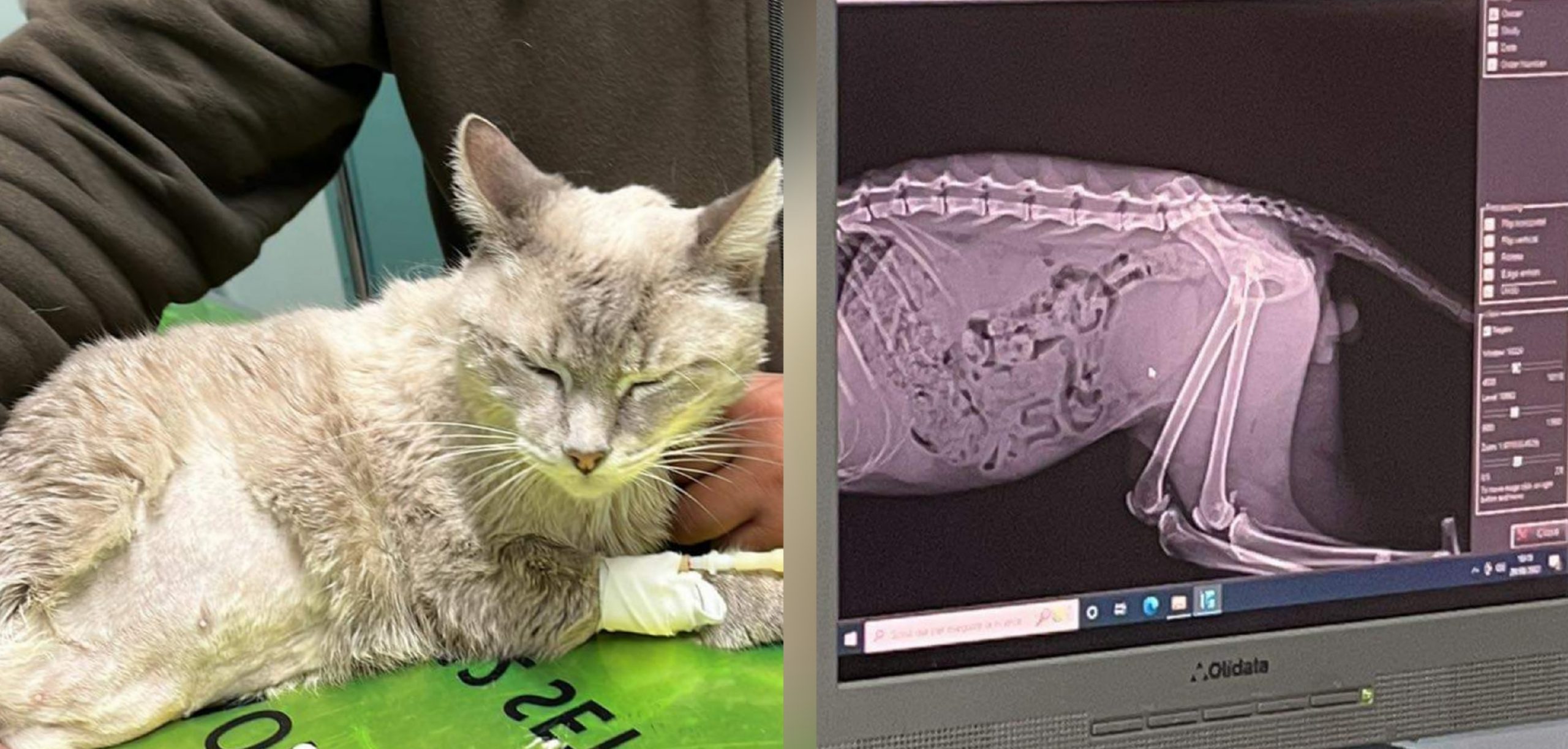 Radio Zampetta Sarda, gatto affetto da linfoma necessita di cure: via alla raccolta fondi