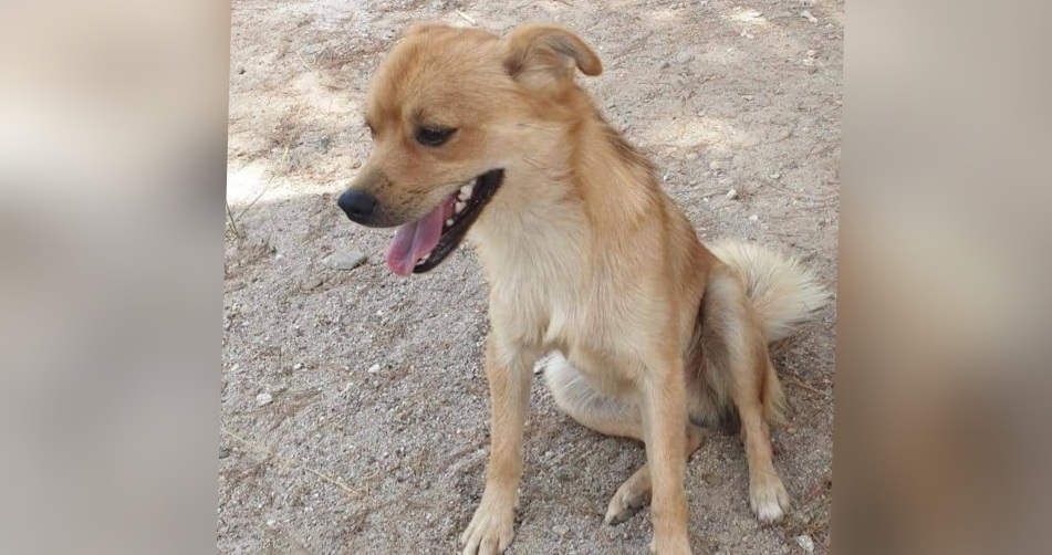 Sos, cercasi Pippo: è scappato a Flumini in zona via delle Mimose, aiutiamo a ritrovarlo