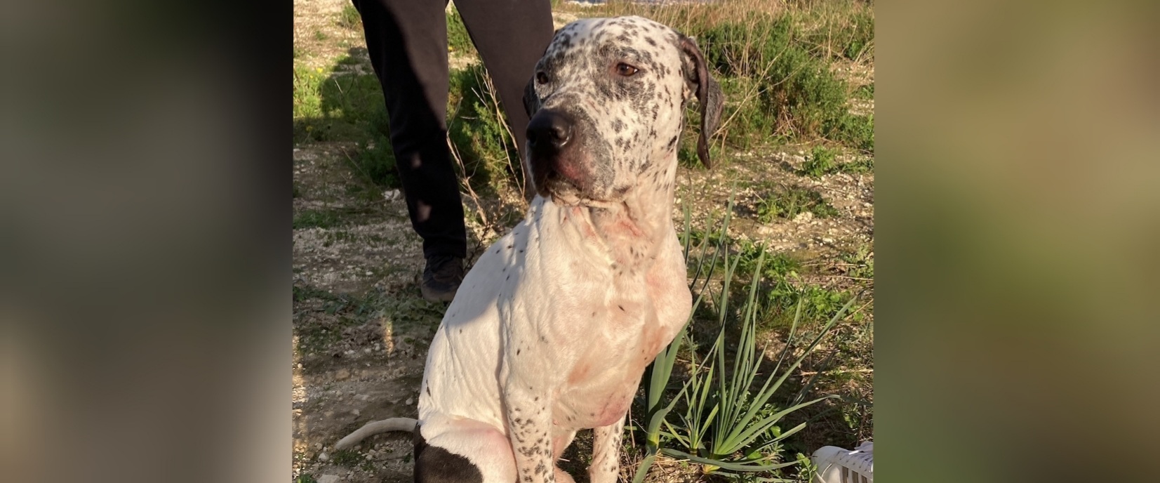 Sos a Radio Zampetta Sarda: recuperato un cane affettuoso, qualcuno lo riconosce?