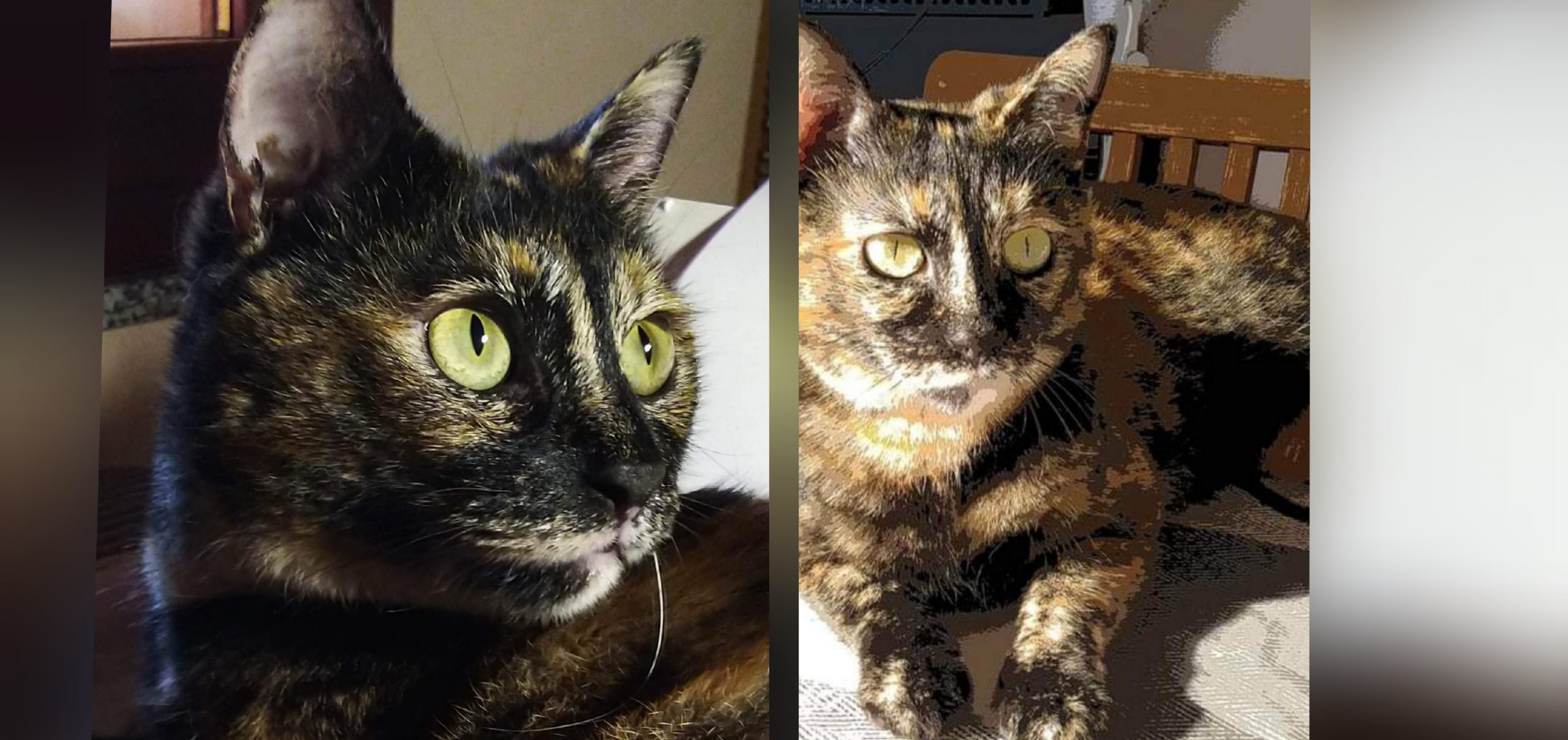 Appello a Radio Zampetta Sarda, smarrita Sissi: ricompensa a chi la ritrova