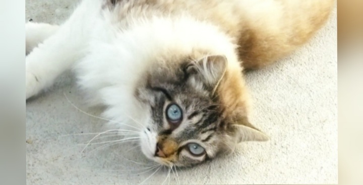 Radio Zampetta Sarda: cercasi adozione del cuore per Bello