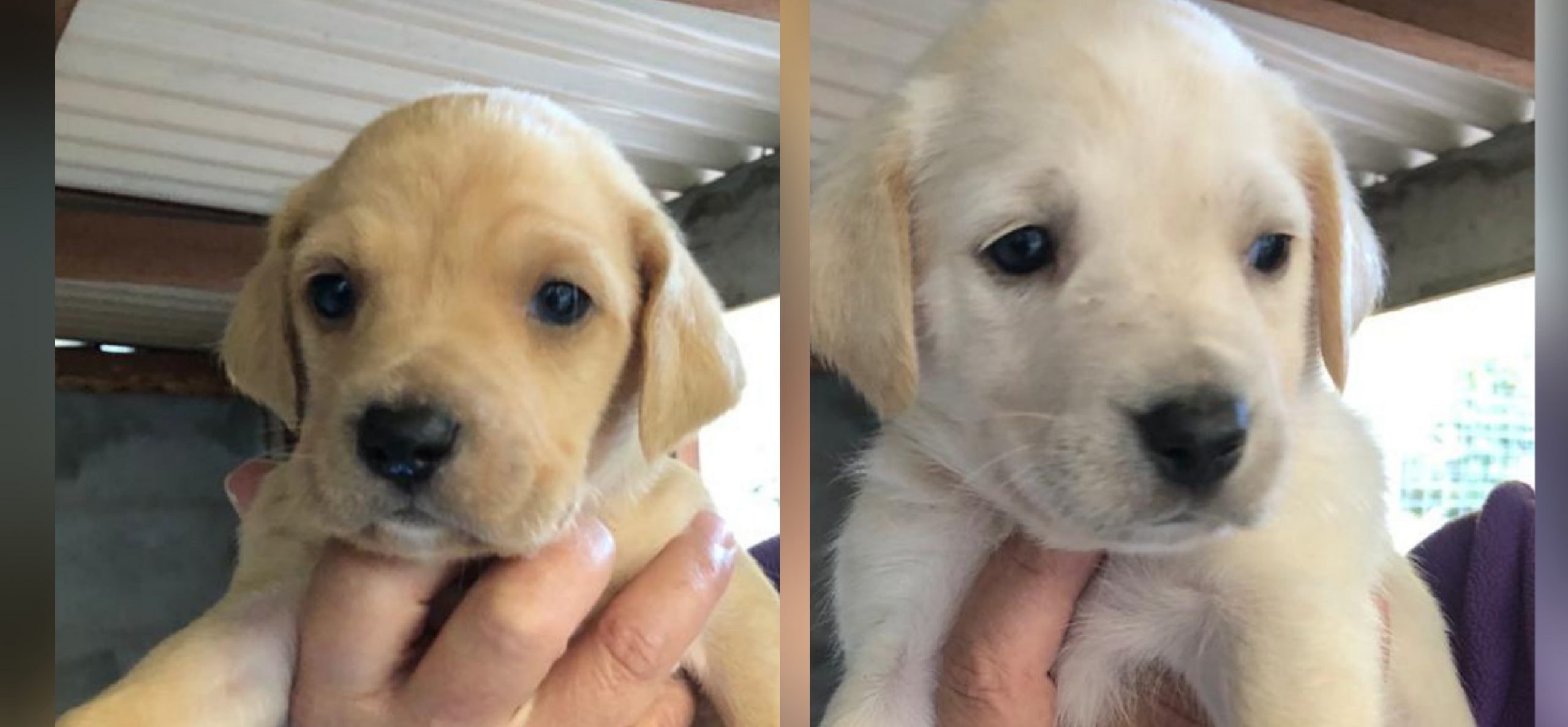 Radio Zampetta Sarda: adozione del cuore per 2 cuccioli di 40 giorni