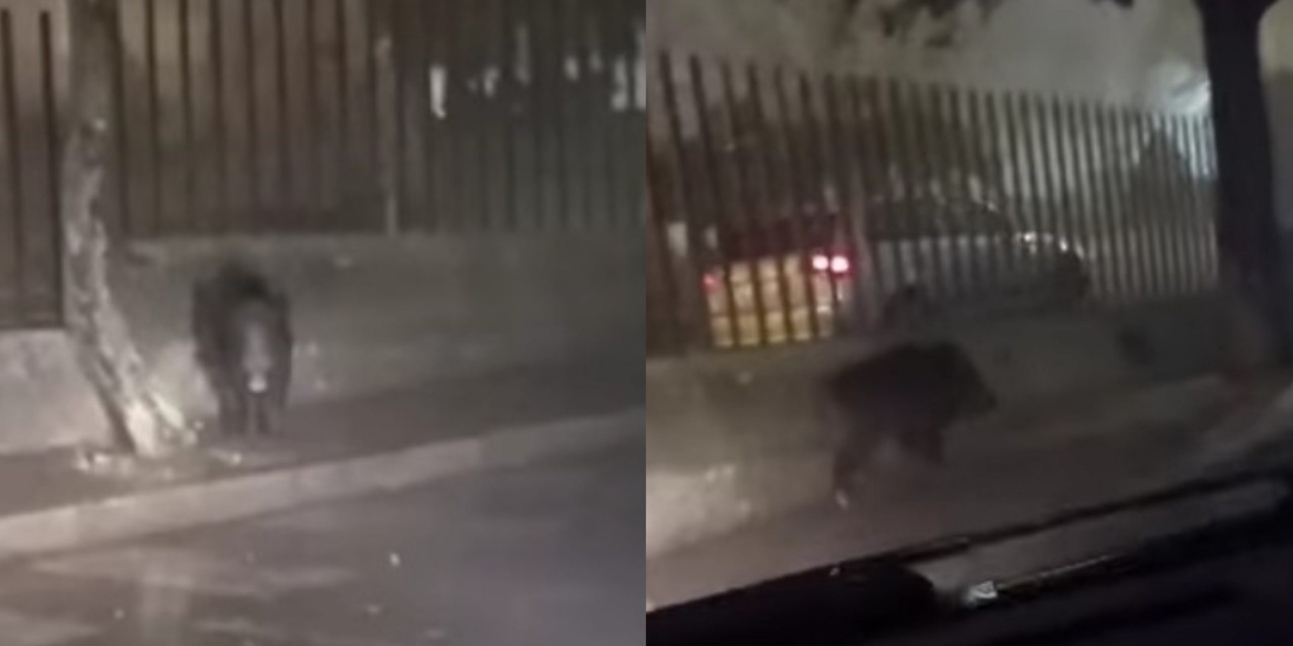 Nuoro, un cinghiale a passeggio per la città