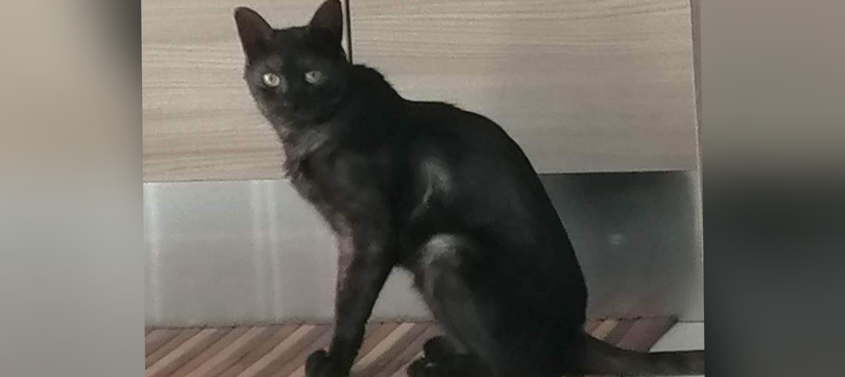 Pisu, il bel gatto smoke che si è perso da 2 anni a Quartu: qualcuno lo ha visto?