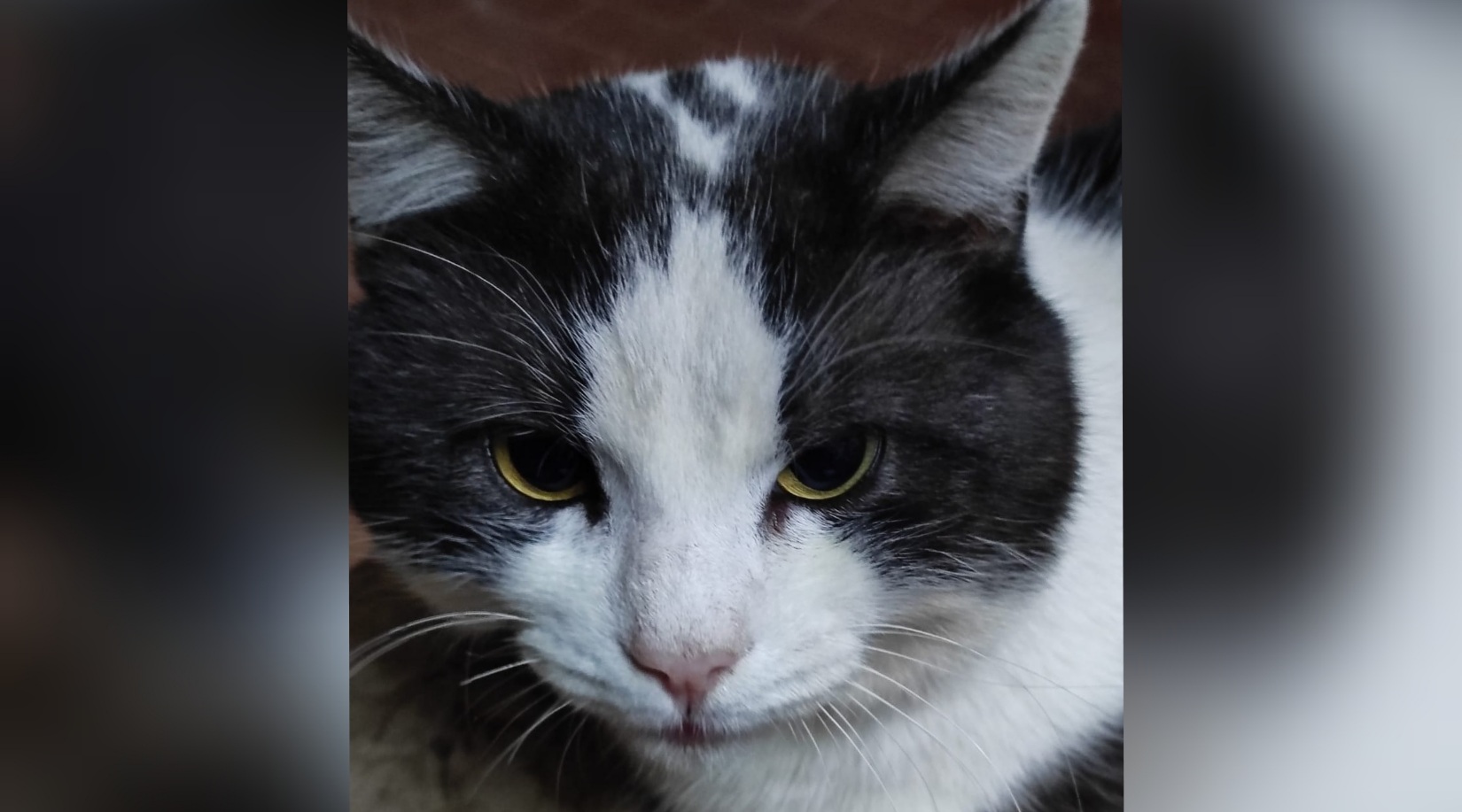 Sos a Radio Zampetta Sarda: Bomber non ha trovato adozione, è tornato in strada