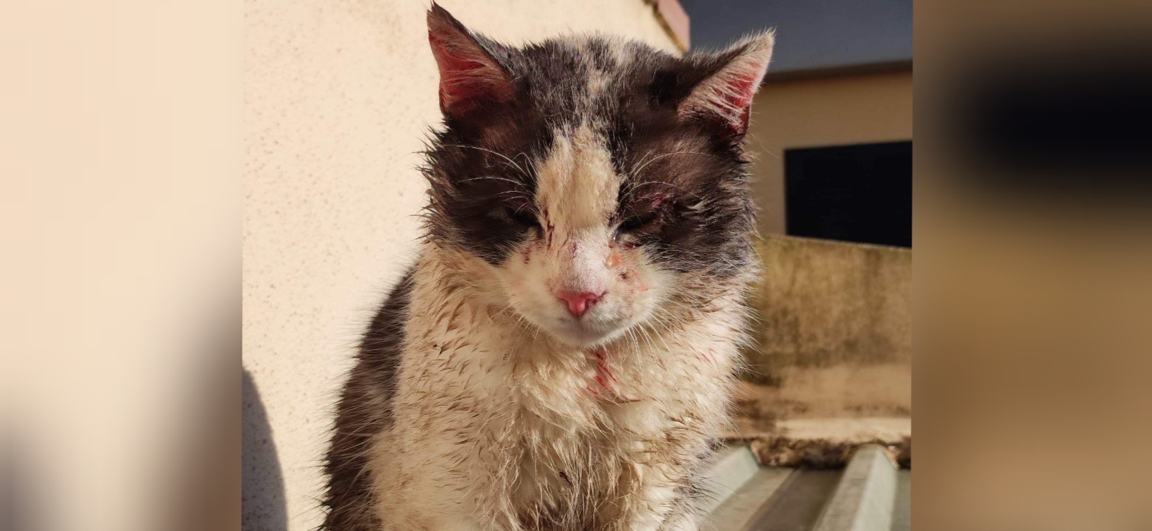 Bomber, operato dopo l’incidente: aperta una raccolta fondi per la sterilizzazione