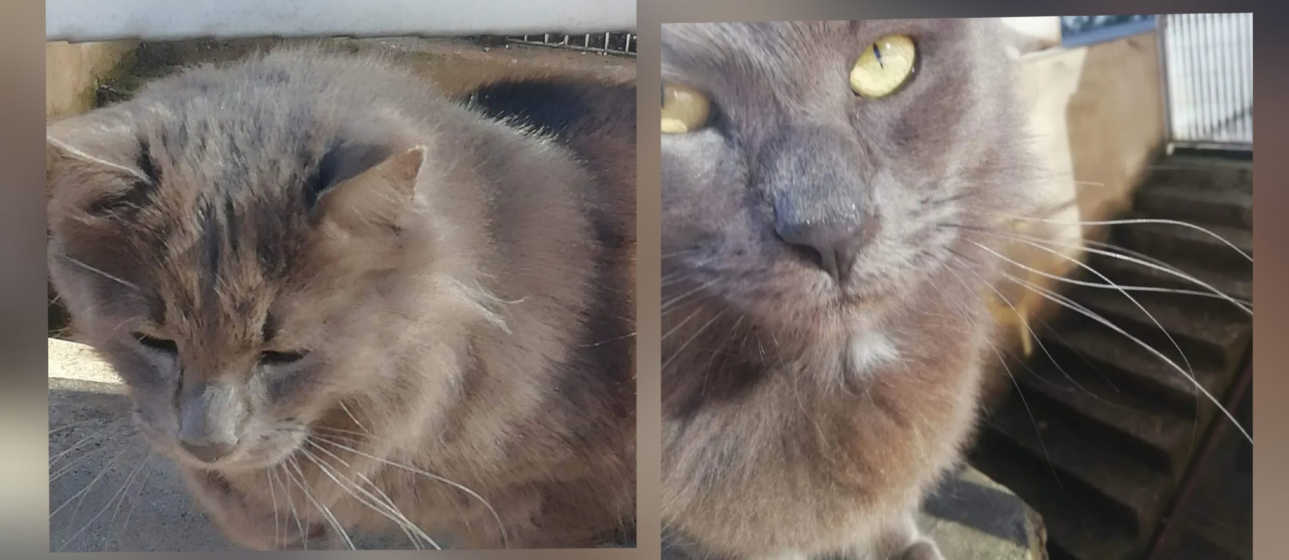 Pirri, adozione del cuore per Gris: sos a Radio Zampetta Sarda