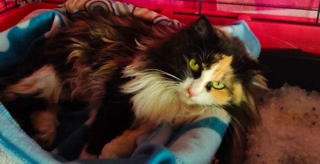 Una splendida gattina cerca casa: ha bisogno di coccole e di cure, sos dopo l’adozione saltata