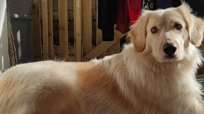 Sos a Radio Zampetta Sarda, Lana è scappata: un aiuto per ritrovarla